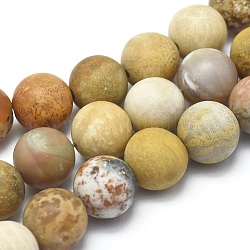 Natural Fossil Coral Beads Strands, Frosted, Round, 8mm, Hole: 1.2mm, about 47pcs/strand, 14.9 inch(38cm)