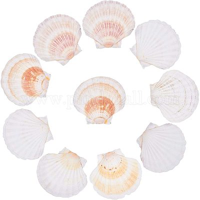 Wholesale PH PandaHall 10pcs Large Scallop Shells Natural Scallops