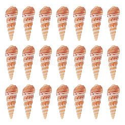 Coquille de conque naturelle&nbsp;FIND-TAC0026-10C