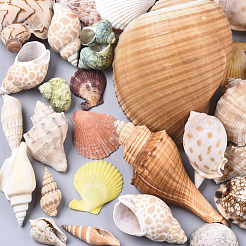 Naturspirale Muschelperlen&nbsp;SSHEL-N035-01