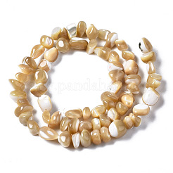 Natürliche Trochidschale / Trochusschalenperlenstränge&nbsp;SSHEL-N034-78-B01