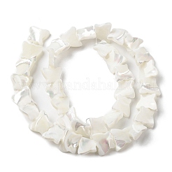 Fili di perle di conchiglia trochid naturale / trochus&nbsp;SSHEL-R145-02