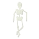 Leuchtendes Skelettmodell aus Kunststoff LUMI-PW0006-47A-2