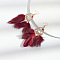 Alloy Feather Chandelier Earrings, with Glass Seed Beads, Golden, Dark Red, 80mm