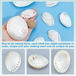 10 pz 2 stili decorazioni espositive in conchiglia naturale&nbsp;DJEW-GA0001-99