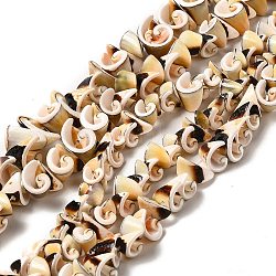Chapelets de perles en coquillage naturel, perles en spirale, kaki clair, 7~14.5x5~12.5x3.5~13mm, Trou: 1.2mm, Environ 64~85 pcs/chapelet, 15.75~15.94'' (40~40.5 cm)