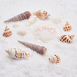 Бусины из натуральных раковин морского гребешка&nbsp;SSHEL-CJ0001-02