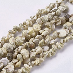 Naturali di mare shell perle fili, guscio, verde giallo, 4~11x5~12x3~7mm, Foro: 1~2 mm, 36.2 pollice~37 pollici