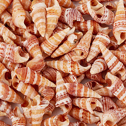 Натуральная раковина&nbsp;FIND-TAC0026-10C