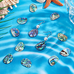 12 шт. подвески из натуральной ракушки пауа&nbsp;SHEL-PH0001-66