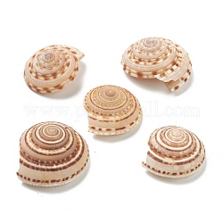 Shell perle naturali, perline non forate / Senza Buco, sabbia marrone, 36~42x33~39x14.5~20mm