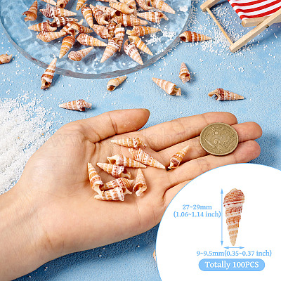 Натуральная раковина&nbsp;FIND-TAC0026-10C-1