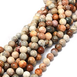 Fossiles naturelle perles de corail brins, ronde, 8mm, Trou: 1mm, Environ 49 pcs/chapelet, 15.35'' (39 cm)