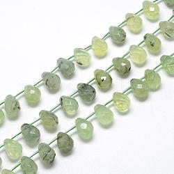 Chapelets de perles en préhnite naturelle, perles percées, larme à facettes, 13~14x10~11mm, Trou: 1mm, Environ 28 pcs/chapelet, 15.7 pouce
