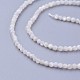Chapelets de perles de coquillage G-F619-27-2mm-3
