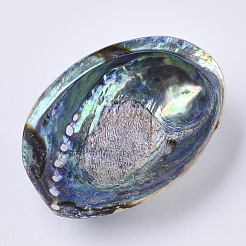 Естественное украшение дисплея раковины ушка / paua&nbsp;SSHEL-N0334-01