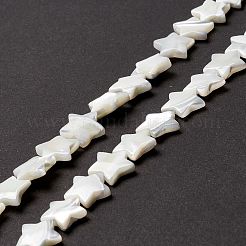 Бусины из натуральных трохоидных/трохус ракушек&nbsp;SSHEL-O001-25D-01