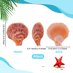 40 шт. натуральная ракушка для украшения аквариума&nbsp;SHEL-PH0001-69A