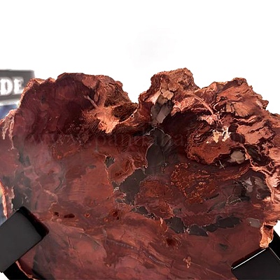 Натуральный окаменевший срез древесины&nbsp;AJEW-H157-10-1