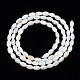 Freshwater Shell Beads Strands SHEL-T009-A15-01-2