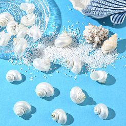20 Stück natürliche Spiralmuschelperlen&nbsp;SSHEL-SC0001-56