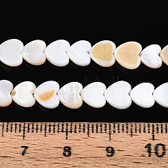 Нити бусин из натуральных пресноводных ракушек&nbsp;SHEL-N026-67A