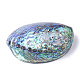 Perles de coquillage paua naturel SSHEL-Q298-22-2