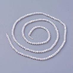 Нити бусин из ракушек&nbsp;SSHEL-E571-38-2mm