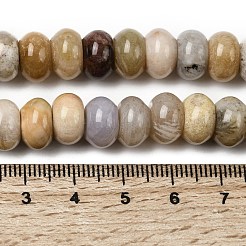 Природные окаменелые коралловые бусы пряди&nbsp;G-A280-A08-03