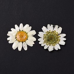 Cabujones de flores de resina opaca, crisantemo, blanco, 28.5~29.5x1.4mm