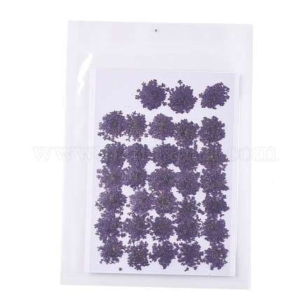 Gepresste Trockenblumen DIY-K032-58D-1