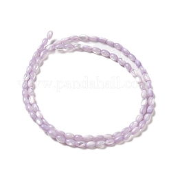 Hebras de cuentas de concha de trochus natural&nbsp;X-SHEL-K006-19B
