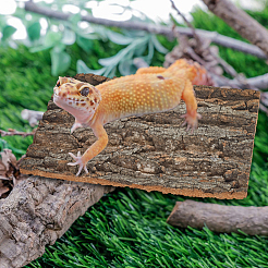 Украшение из коры дерева&nbsp;AJEW-WH0696-280