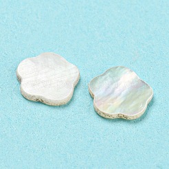 Cabochoni naturali di shell marini&nbsp;SHEL-D079-14