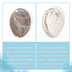 Decorazione del display in conchiglia di abalone naturale&nbsp;DJEW-WH0015-105
