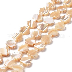 Naturelles trochides coquille brins de perles, arbre, peachpuff, 11x10.5x3~3.5mm, Trou: 0.6mm, Environ 36~37 pcs/chapelet, 15.75~15.94 pouce (40~40.5 cm)