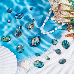 18 шт. 3 стиля натуральных кабошонов из ракушек пауа&nbsp;SSHEL-PH0001-43