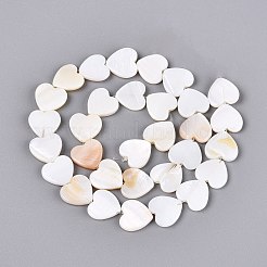 Naturali di acqua dolce perline shell fili&nbsp;SHEL-S276-87