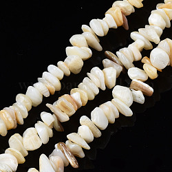 Eau douce naturelle de coquillage perles brins, puces, couleur de coquillage, 2~6x4~14x4.5~8.5mm, Trou: 0.7~0.8mm, Environ 258~292 pcs/chapelet, 31.10 pouce ~ 32.05 pouces (79 cm ~ 81.4 cm)