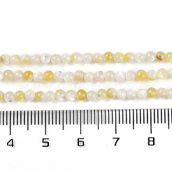 Нити бусин из натуральной ракушки трохус&nbsp;BSHE-H109-12A