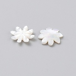 Perles en coquillage naturel&nbsp;FIND-WH0431-23