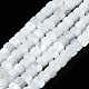 Chapelets de perles de coquille de trochid / trochus coquille SSHEL-S266-016A-01-1