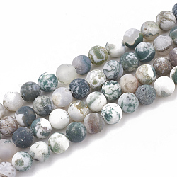 Chapelets de perles en agate d'arbre naturelle, mat, ronde, 6mm, Trou: 1mm, Environ 63 pcs/chapelet, 15.5 pouce