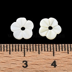Cuentas talladas de concha de agua dulce natural&nbsp;SH-CBACA76-04