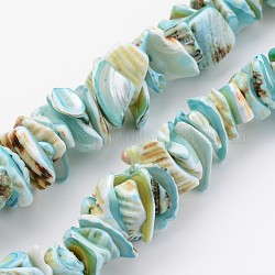 Natural Shell Bead Strands, Dyed, Nuggets, Sky Blue, 10~20x8~12x3~6mm, Hole: 1mm, about 15.7 inch