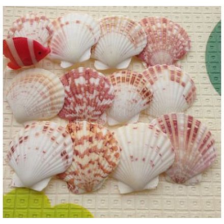 Coquillages de mer belle plage X-DIY-WH0044-01-1