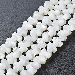 Натуральная оболочка трохида SSHEL-N034-104-B01