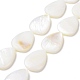 Eau douce naturelle de coquillage perles brins SHEL-H001-12-1