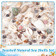 Nbeads 15 Styles Natural Shell Display Decorations FIND-NB0003-18-4