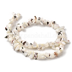 Нити бусин из натуральных трохоидных/трохус ракушек&nbsp;SHEL-B003-02J